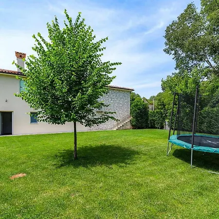 Celtis *